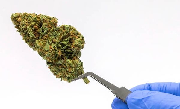 זני קנאביס רפואי הכירו את הזנים של חברת בטר Better